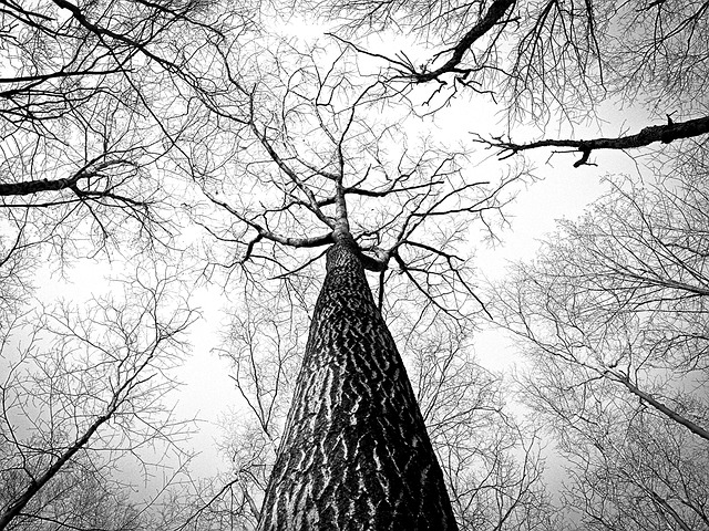 Future Perspectives and Unanswered Questions