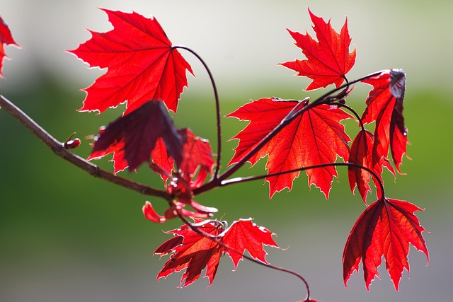 Introduction to Maple Syrup Urine Disease (MSUD)