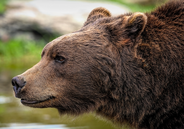 Who Bears the Greatest Cognitive Burden?