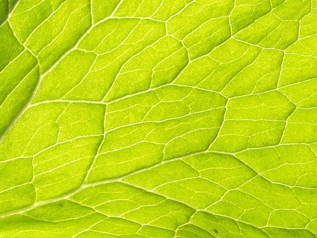 The Vascular Endothelial Growth Factor (VEGF) Pathway: A Primary Culprit